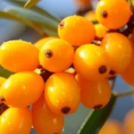 Sea Buckthorn Berry